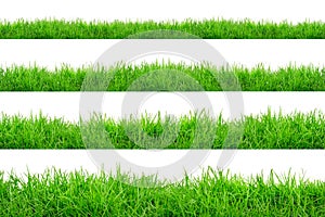 Green Grass Border isolated on white background.