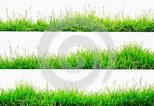 Green Grass Border isolated on white background.