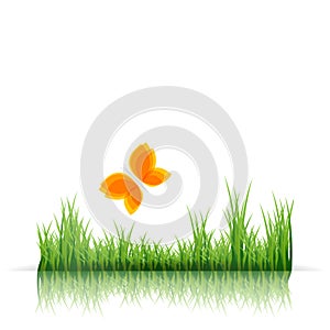 Green grass border and orange butterfly on white background. Spring or summer landscape natural banner. Flat eco jpeg