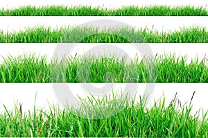 Green Grass Border  on white background.The collection of grass