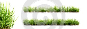 Green grass borders with selective focus closeup, isolated on white background. 3D render.
