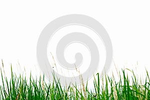 Green grass breeze on a white background