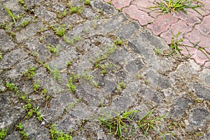 Green grass on brick floor