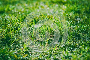 Green grass. Bright background with fresh green grass close-up. Young lawn.