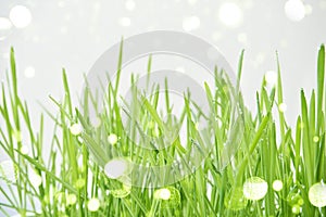 Green grass. Bright sprout