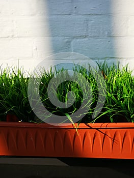Green grass in the brown pot