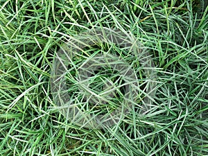 Green grass,bush from top view,Texture,Background