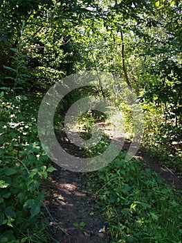 the dirt field road to the forest is illuminated by the summer sun