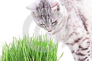 Green grass cat