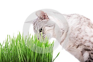 Green grass cat