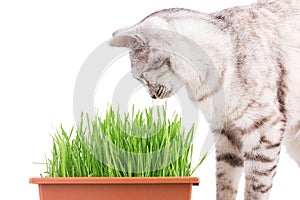 Green grass cat