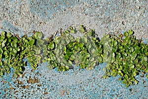 Green grass on the cement concrete background.