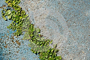 Green grass on the cement concrete background.