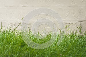 Green grass and cement wall background