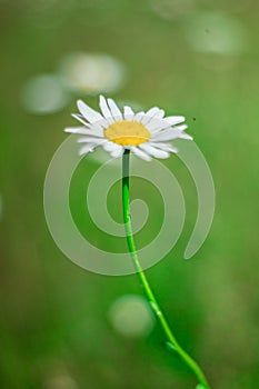 Green grass and chamomile flower on wind in warm summer day