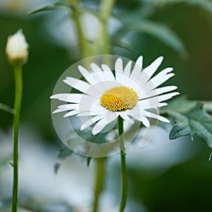 Green grass and chamomile in the meadow. Spring or summer nature scene with blooming white daisies in. Soft close up