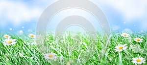 Green grass and chamomile in the meadow. Spring or summer nature scene with blooming white daisies in sun glare