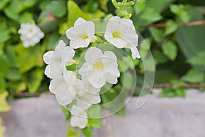 Green grass and chamomiles