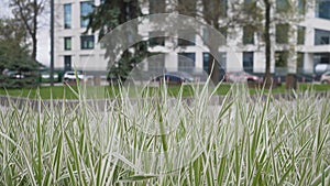 Green grass in the city background