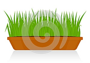 Green Grass in Clay Pot Isolated