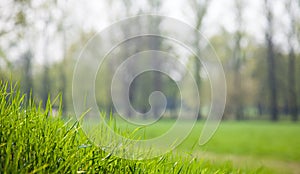 Green grass close up