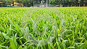 Green grass close up