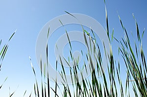 Green grass close-up against a clear blue sky