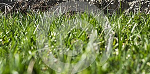 Green grass close-up. Background for presentations