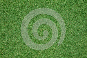 Green grass close up in golf course