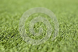 Green grass close up. Grass defocus on background for copy space