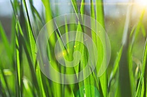 Green grass close up