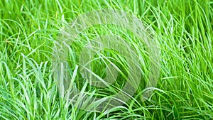 Green grass close-up. Grass swaying in the wind in slow motion.