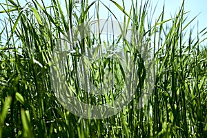 green grass close-up on a meadow against a blue sky background