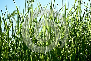 green grass close-up on a meadow against a blue sky background