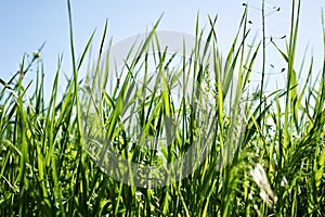 green grass close-up on a meadow against a blue sky background