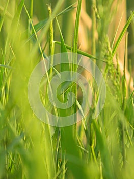 Green Grass close-up shot view