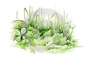 Green grass close up watercolor illustration. Lush grass - meadow element. Background with clover,   fresh herbs and natural plant