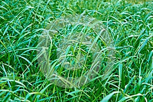 Green grass closeup for background