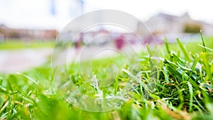 Green grass , Closeup shot mood photo