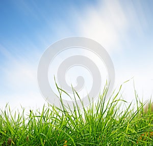 Green grass closeup with sky on background