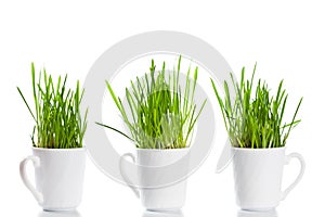 Green grass in coffee cups