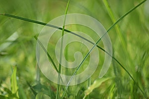 Green grass color background with bright green textures