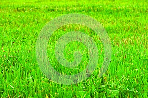 Green grass color meadow recently trimmed natural background texture. Cut meadow concept.