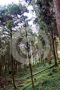 Green grass and coniferous forest