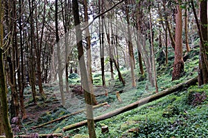 Green grass and coniferous forest