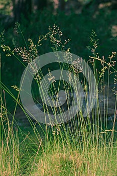 Green grass in the countryside  minimalist nature concept