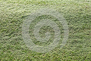 Green Grass Covered With Dew Background