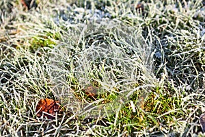 Green grass is covered with frost. Beautiful natural background with hoarfrost. Cold weather