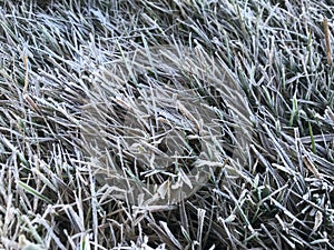 Green grass covered with frosty hoarfrost.