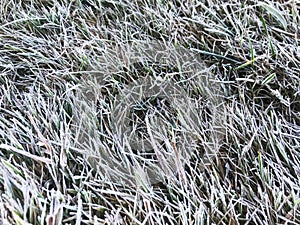 Green grass covered with frosty hoarfrost.